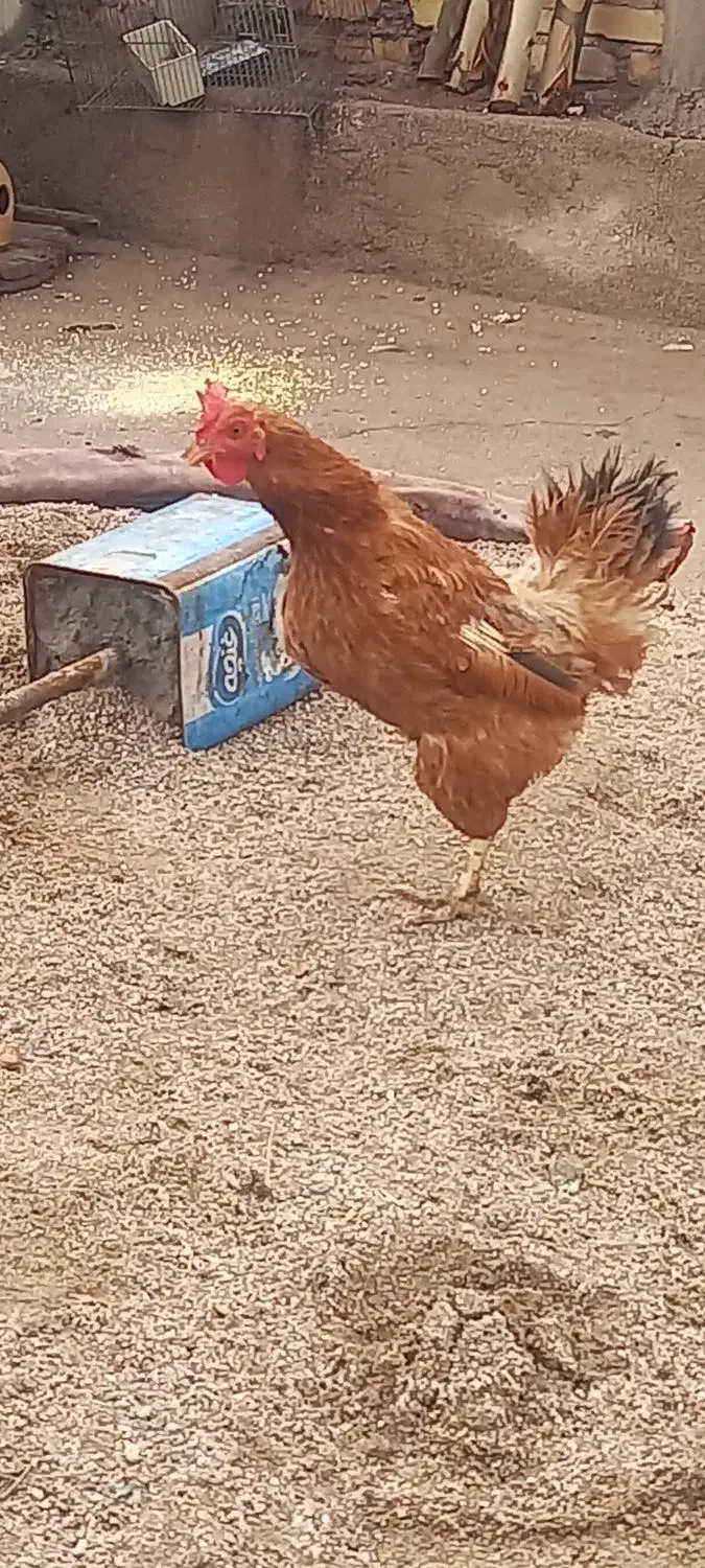 مرغ رسمی تخم گذار|حیوانات مزرعه|یزد, |دیوار