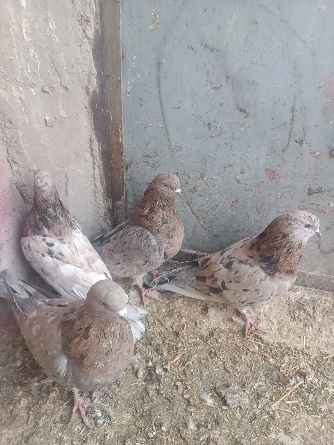 ۴عددسوربازیکن نر|پرنده|بم, |دیوار