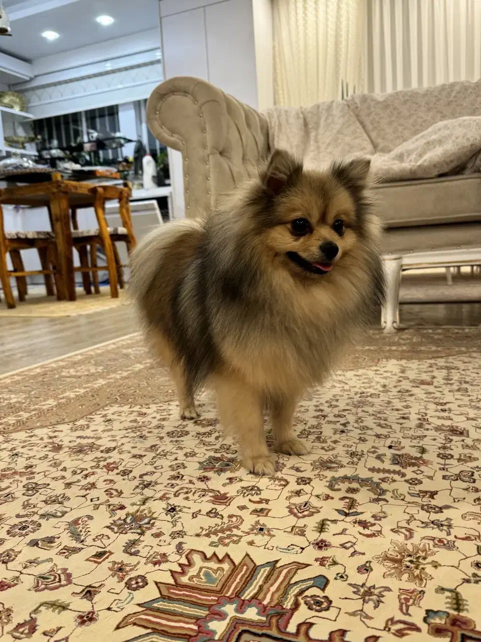 سگ پامر|سگ|طرقبه, |دیوار