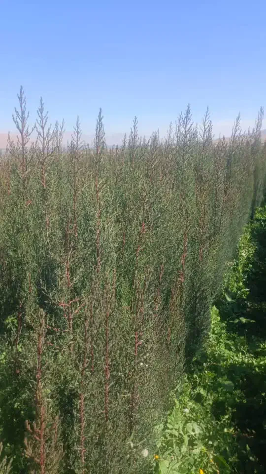 نهال سرو و خرمالو|خدمات باغبانی و درختکاری|شیراز, کوی زهرا|دیوار