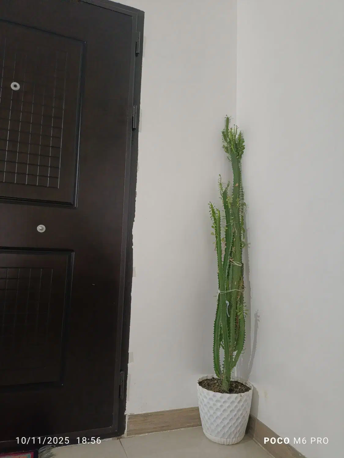 گل طبیعی|گل و گیاه طبیعی|ایوان, |دیوار