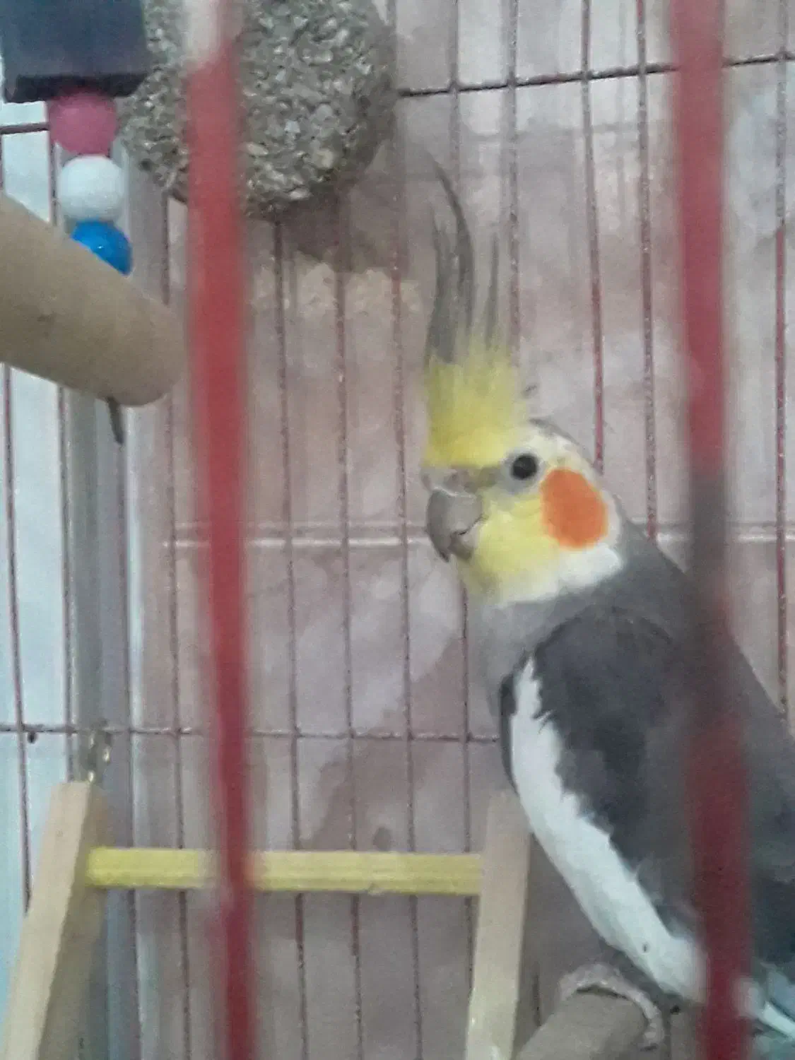 عروس هلندی سخنگو|پرنده|اردبیل, |دیوار