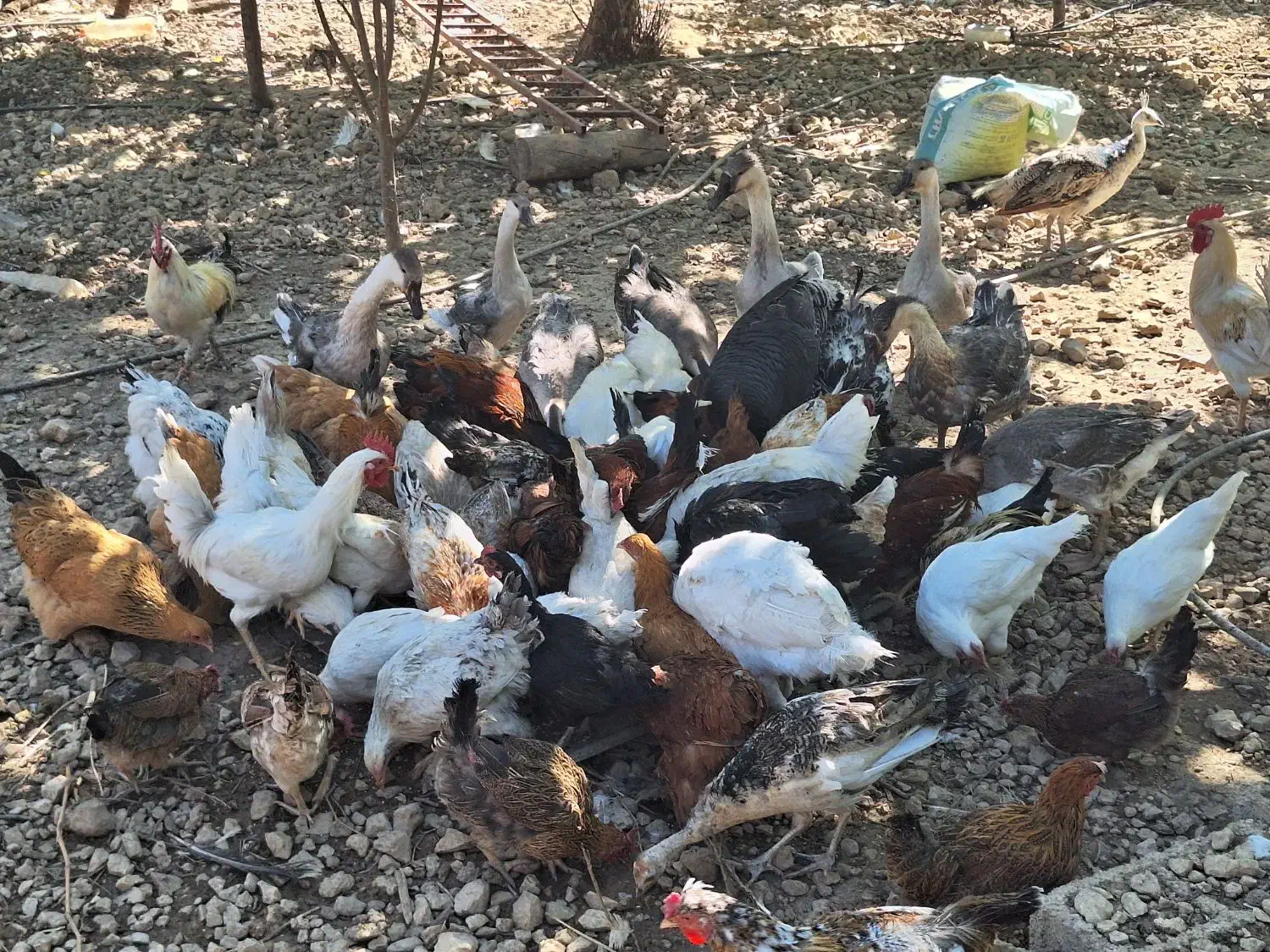 مرغ و خروس قوغاز بوقلمون|حیوانات مزرعه|سیسخت, |دیوار