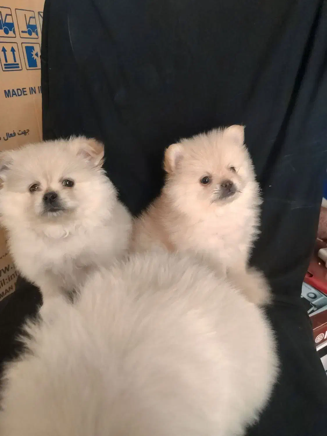 توله پامر|سگ|حاجی آباد, |دیوار