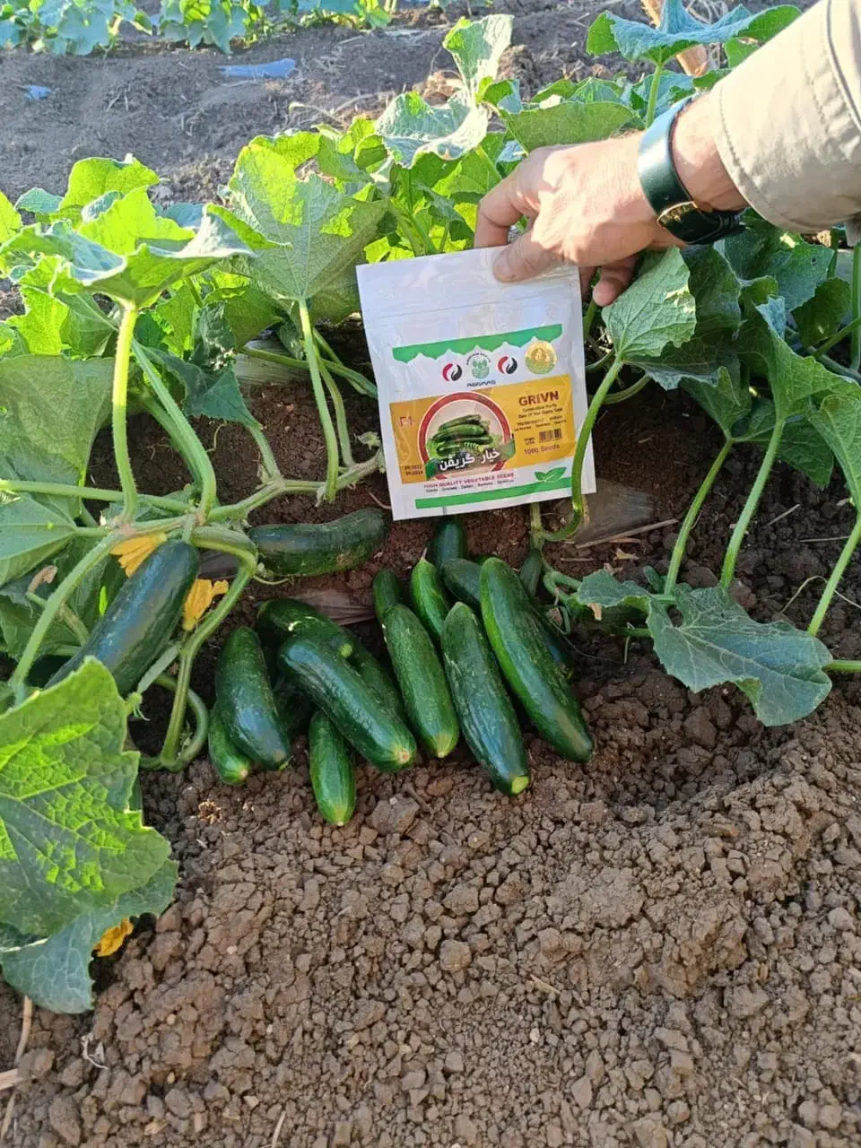 فروش بذر خیار اصلاح شده هیبرید|خدمات باغبانی و درختکاری|مریوان, |دیوار