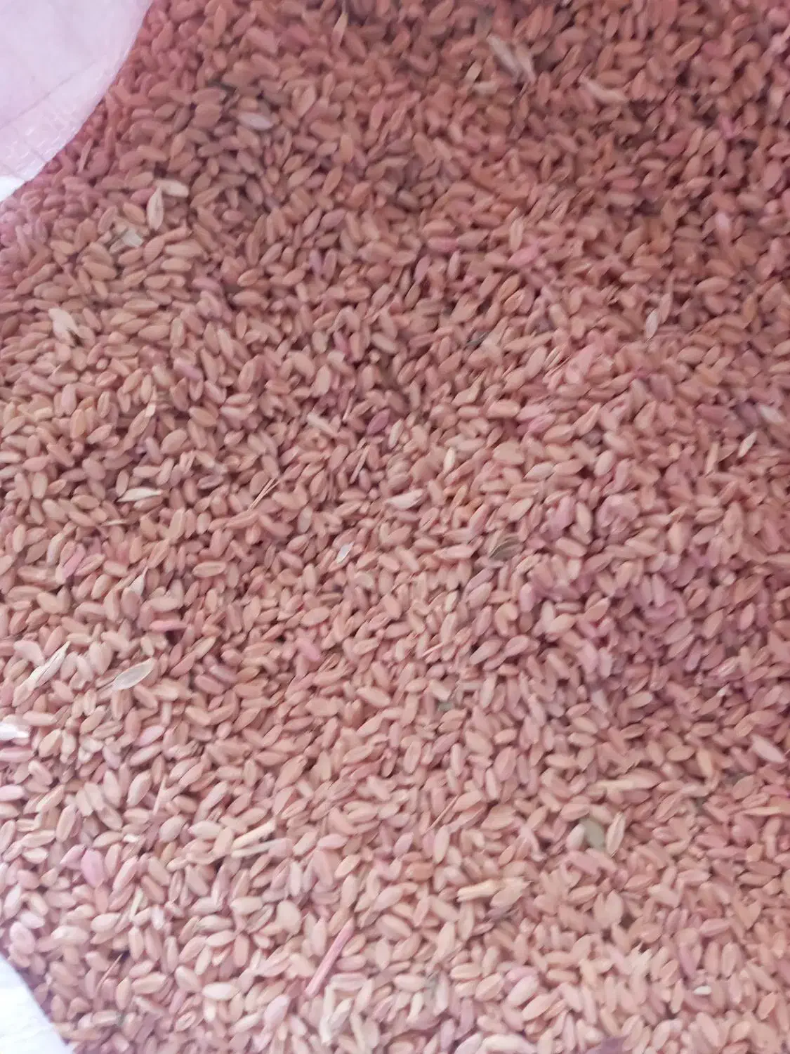 گندم دیم|خدمات باغبانی و درختکاری|تربت جام, جامرود|دیوار