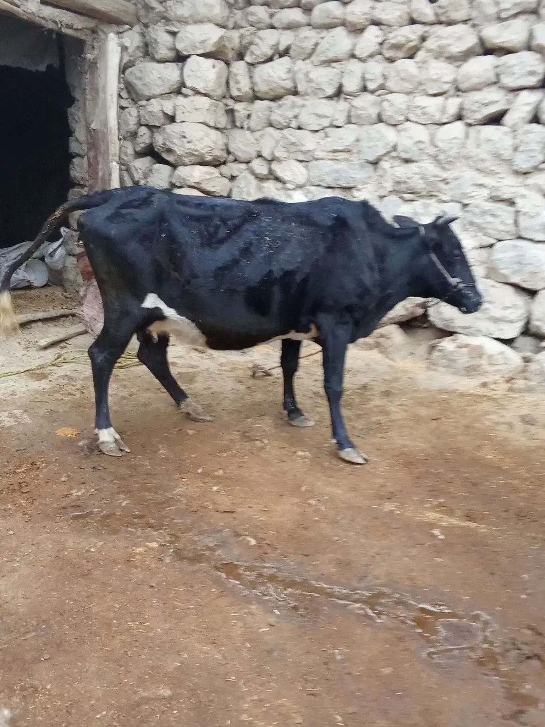 فروش گاو آبستن اول 7ماه|حیوانات مزرعه|ایذه, |دیوار