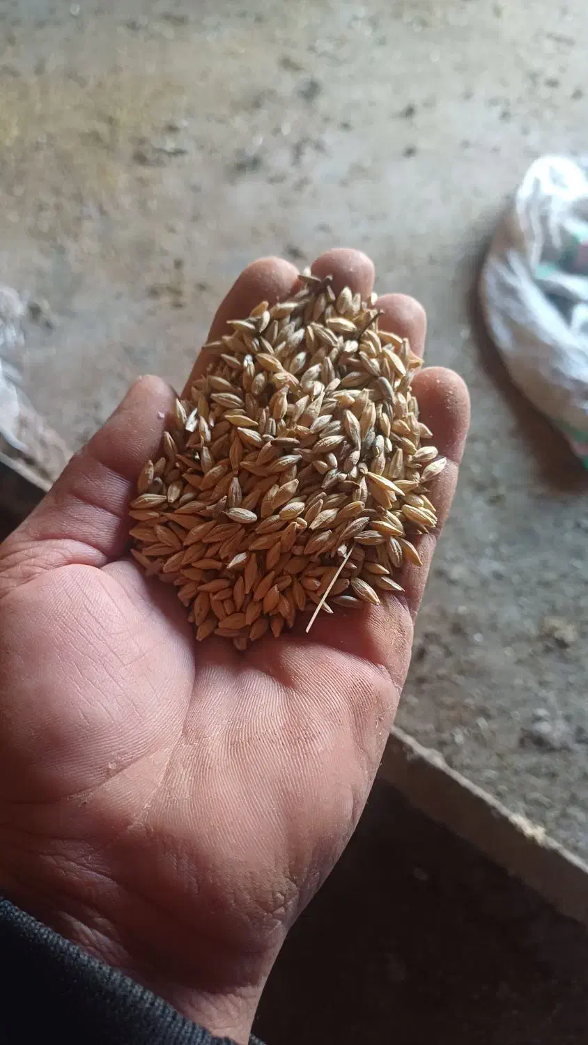 جو بذری سهند|گل و گیاه طبیعی|فاروج, |دیوار