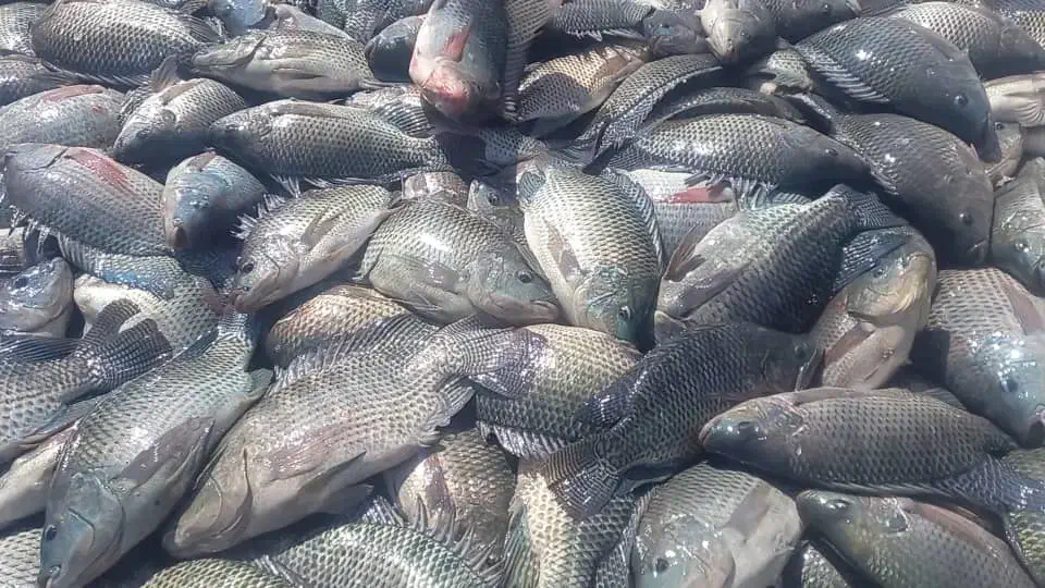 ماهی تازه و زنده تیلاپیا خوشمزهترین ماهی موجود|ماهی|شاهرود, |دیوار