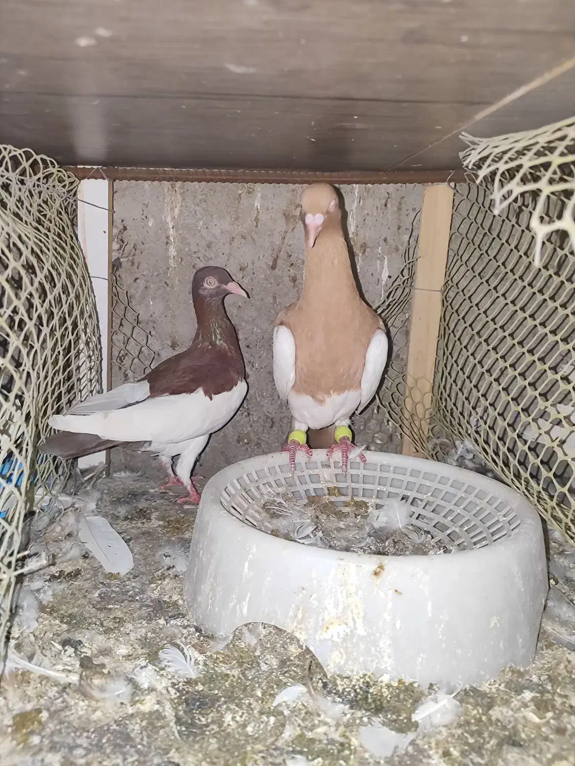 چندجفت کفترنروماده|پرنده|بندرعباس, |دیوار