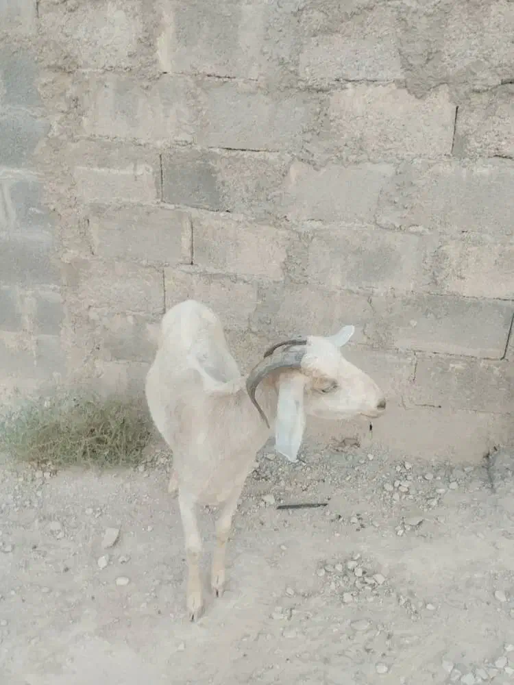 بزماده|حیوانات مزرعه|چاه مبارک, |دیوار