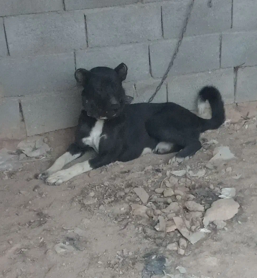 یک عدد سگ دورگ روانی|سگ|شاهینشهر, گزبرخوار|دیوار