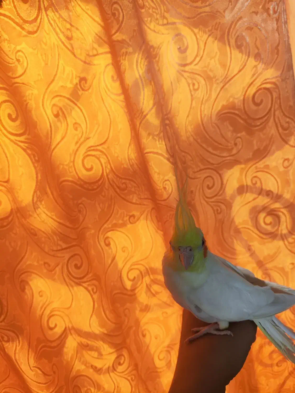 عروس هلندی|پرنده|دوگنبدان, |دیوار