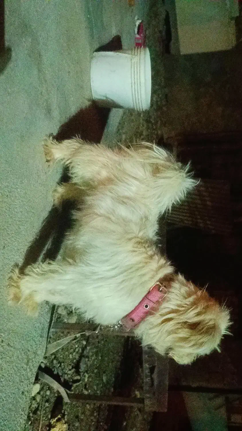 سگ پاکوتاه|سگ|باشت, |دیوار