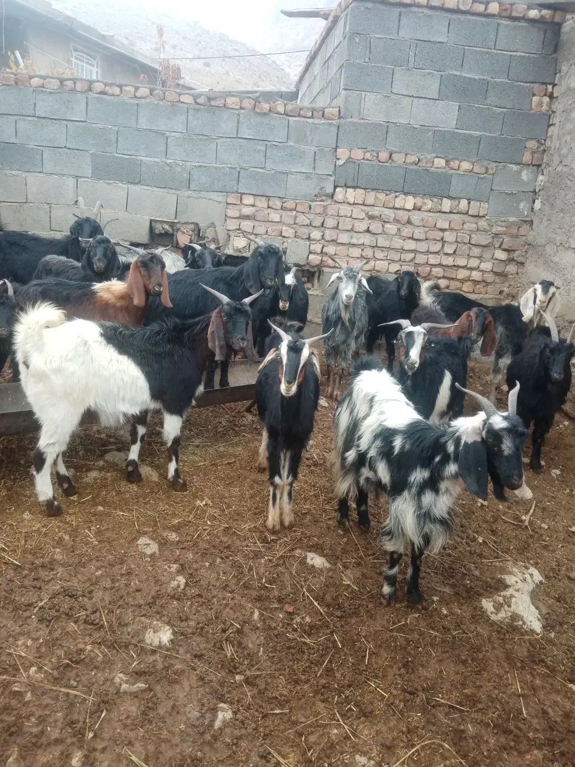 فروش بزوچپش ماده|حیوانات مزرعه|درودزن, |دیوار