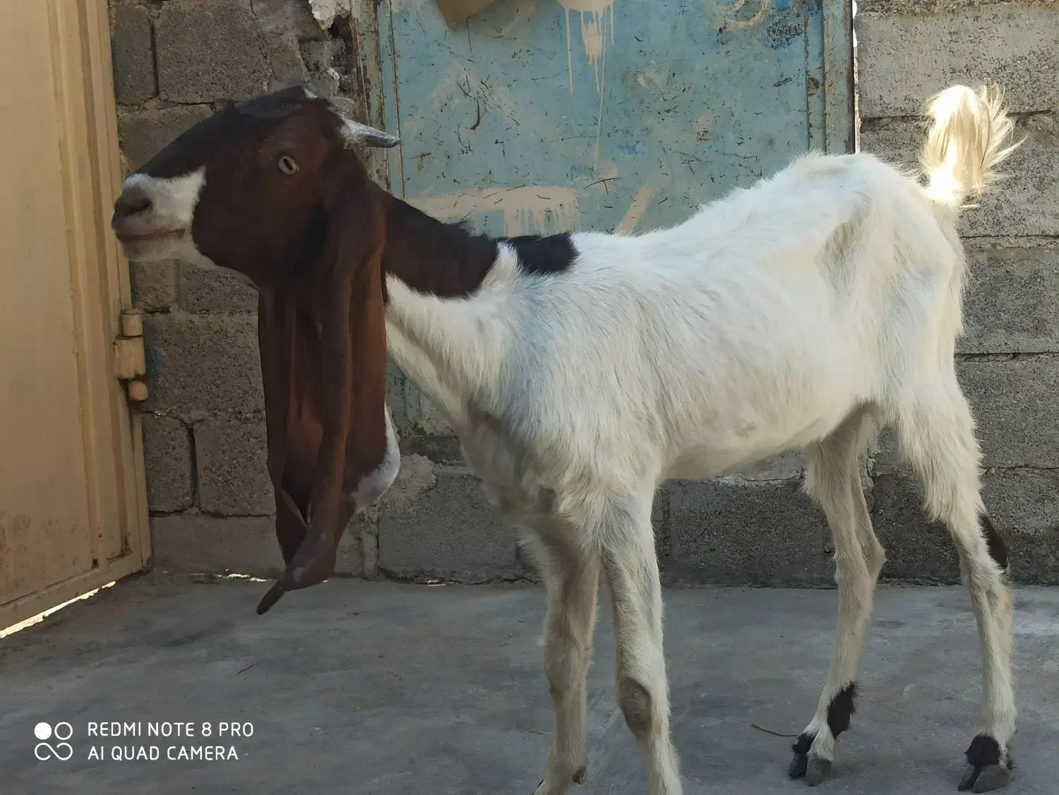 تیشتر پاکستانی|حیوانات مزرعه|کاکی, |دیوار