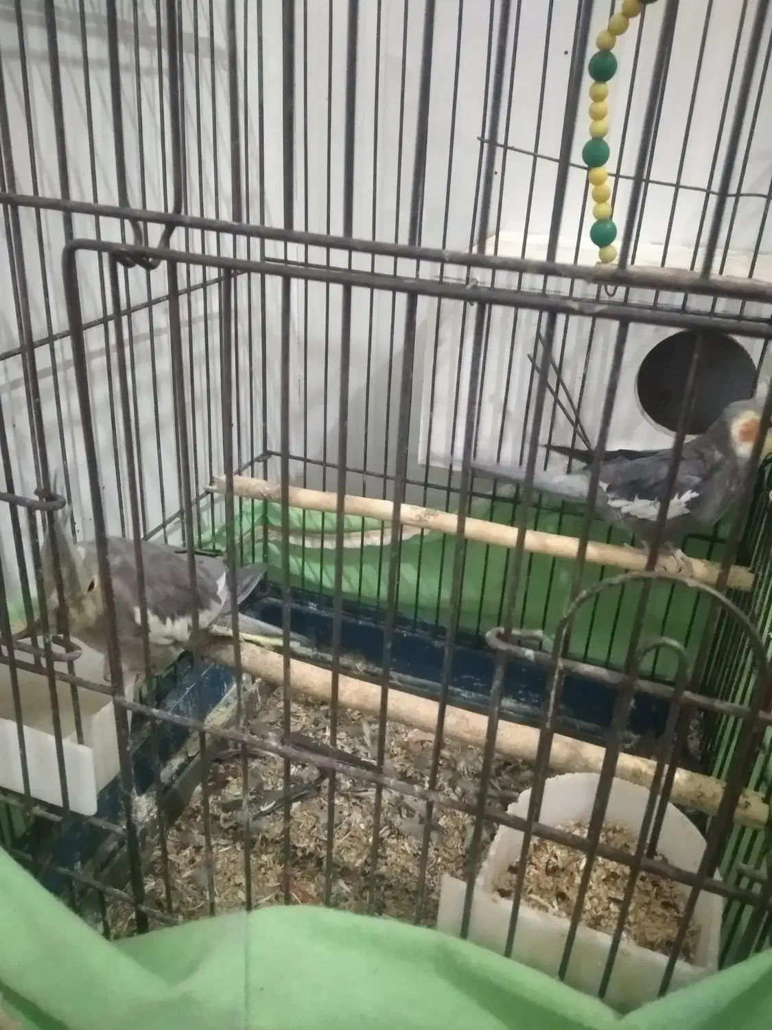 عروس هلندی جفت|پرنده|فشاپویه, |دیوار