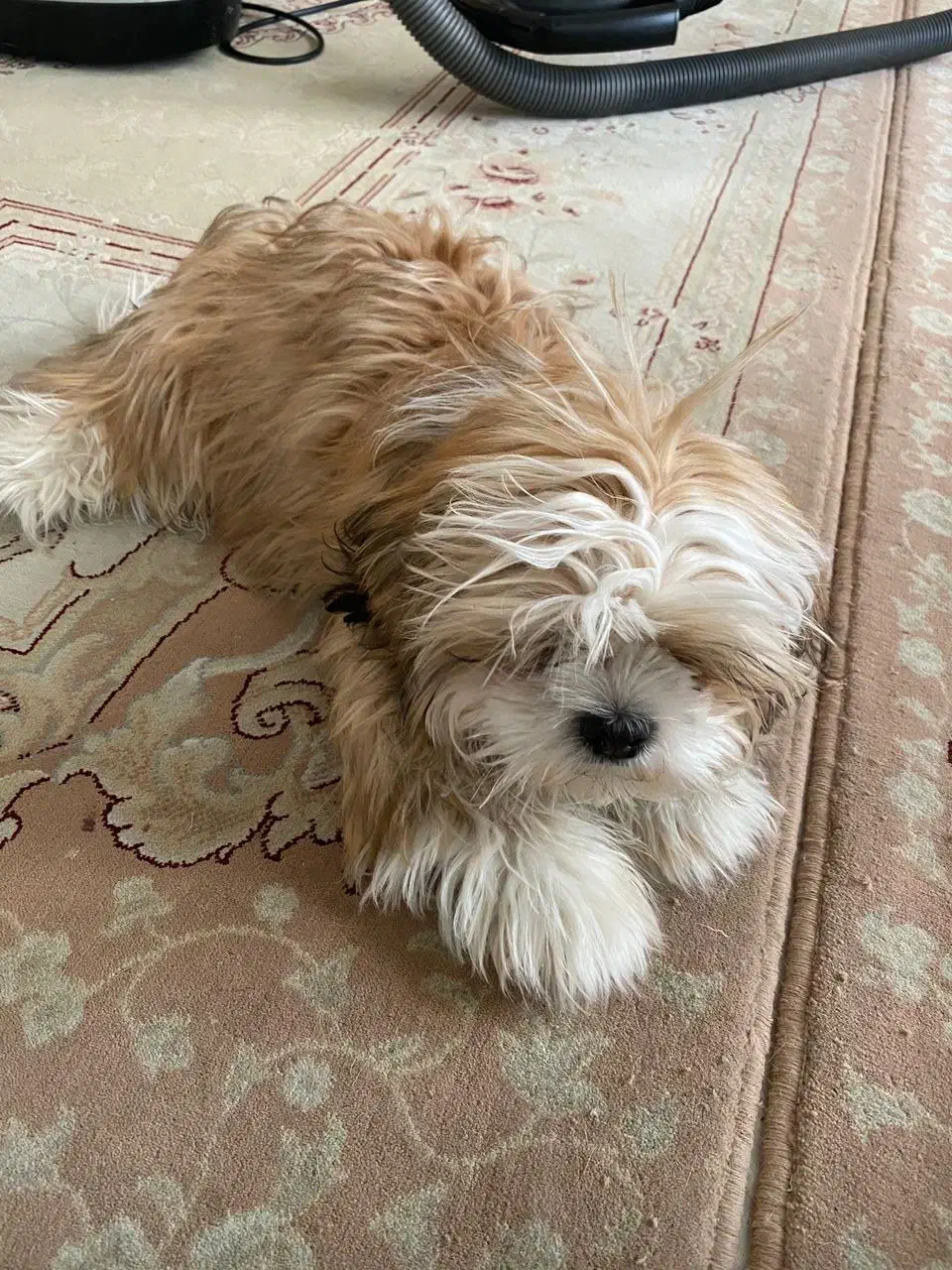 واگذاری سگ شیتزو ۱۰ ماهه|سگ|سهند, |دیوار