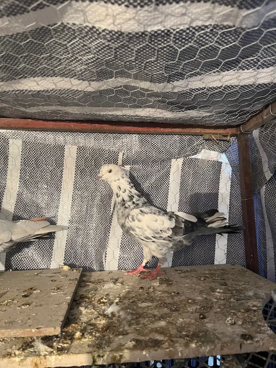 کبوتر پرشی|پرنده|تاتار علیا, |دیوار