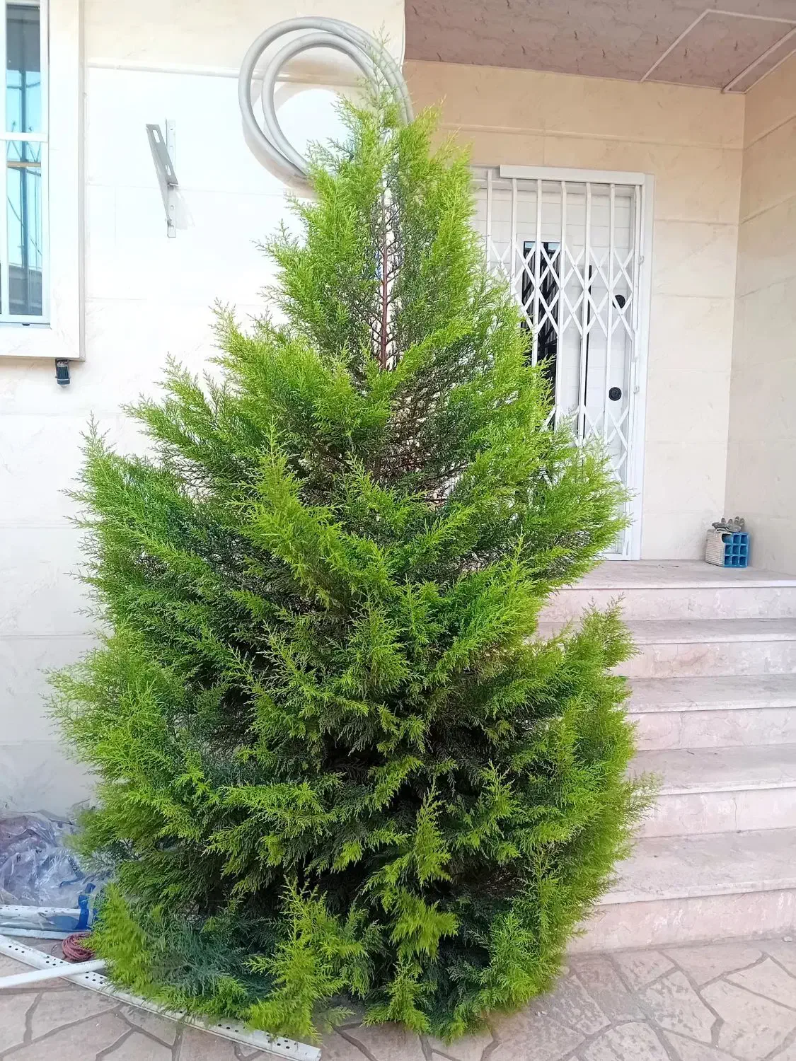 درخت کاج لاوسون|گل و گیاه طبیعی|رشت, دیانتی|دیوار