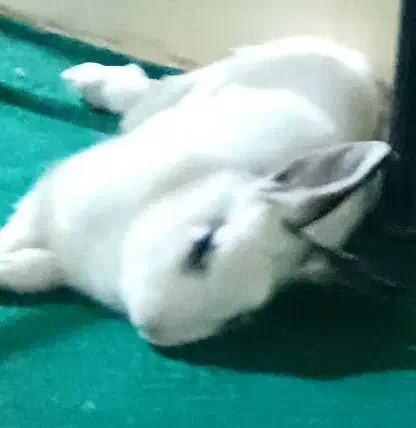 خرگوش گم شده|حیوانات|شهرضا, |دیوار