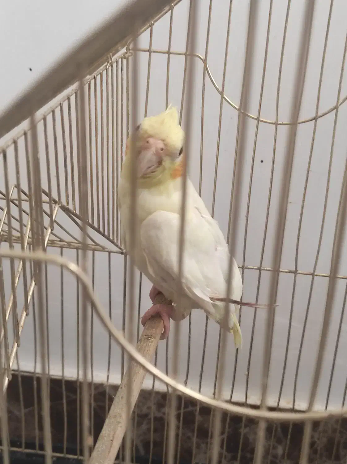 5 عدد مرغ عشق و 1 عدد عروس هلندی|پرنده|شهریار, شهرک وائین|دیوار