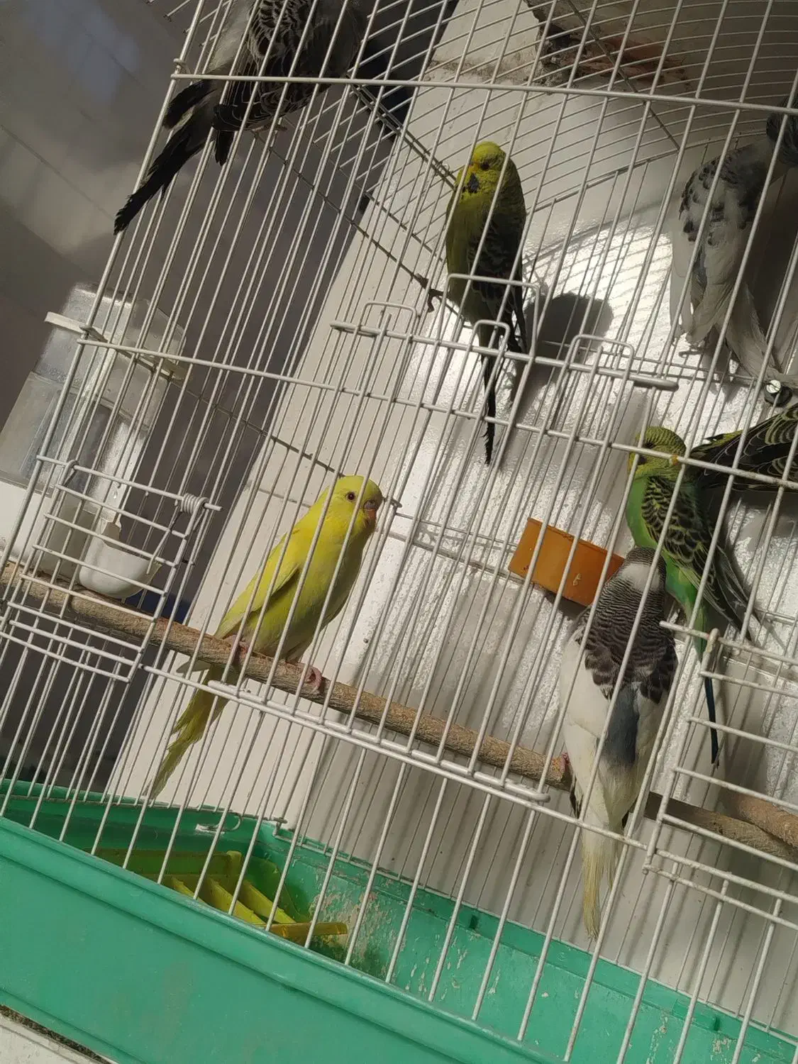 مرغ عشق انگلیسی|پرنده|خمینی‌شهر, |دیوار