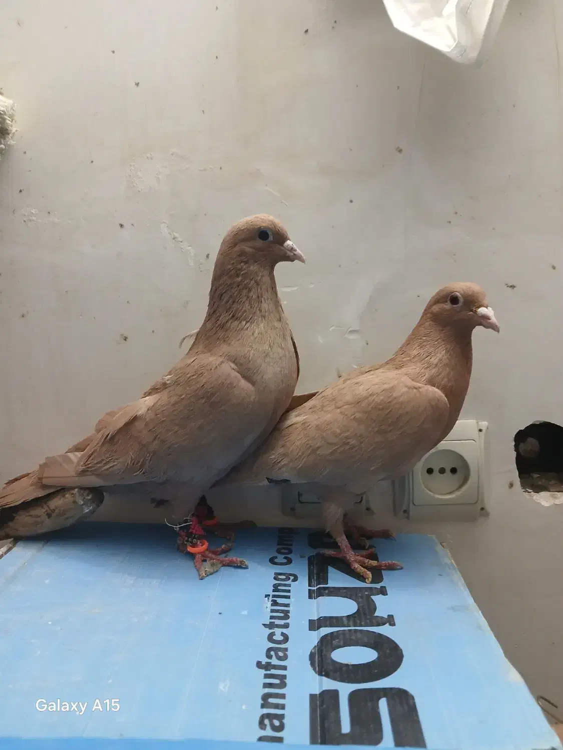 کبوتر زرد کرمانی|پرنده|مشهد, ابوذر|دیوار