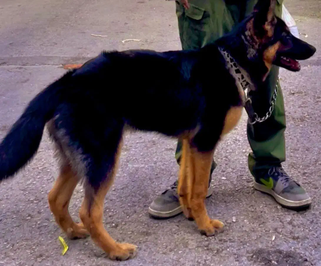 ژرمن ورک|سگ|بندرعباس, |دیوار