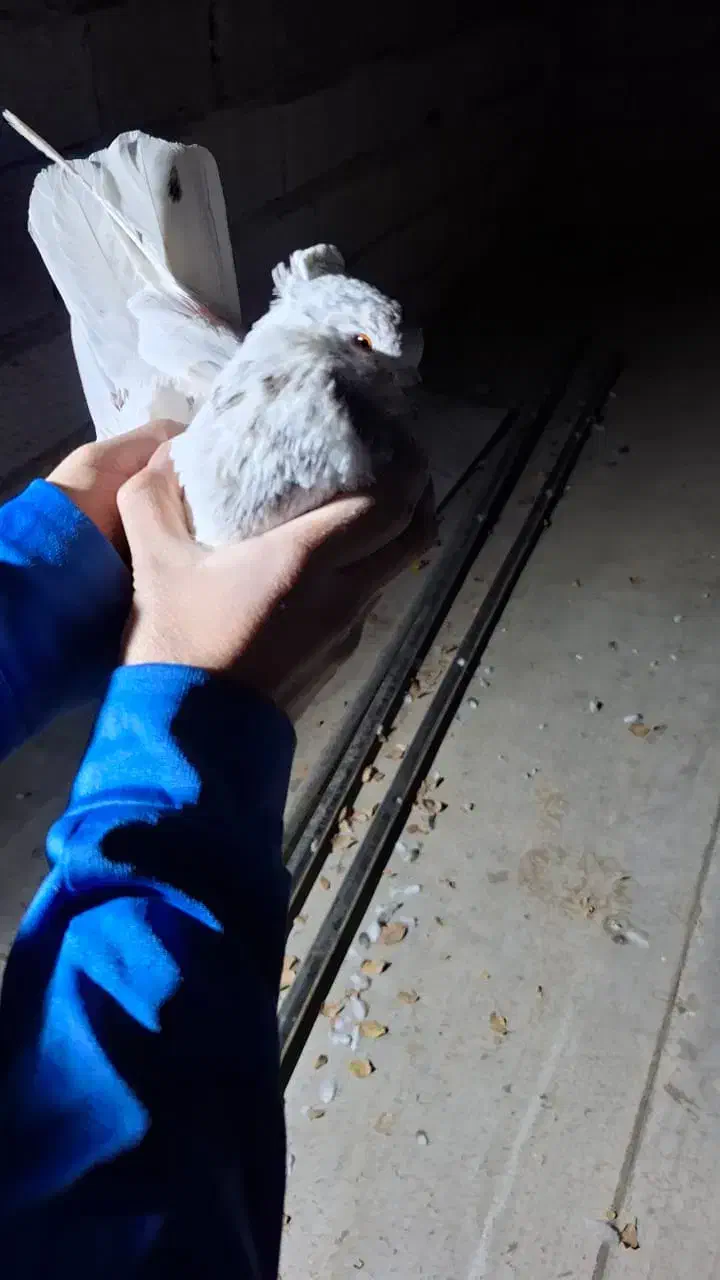 کفتر|پرنده|شهریار, شهریار|دیوار