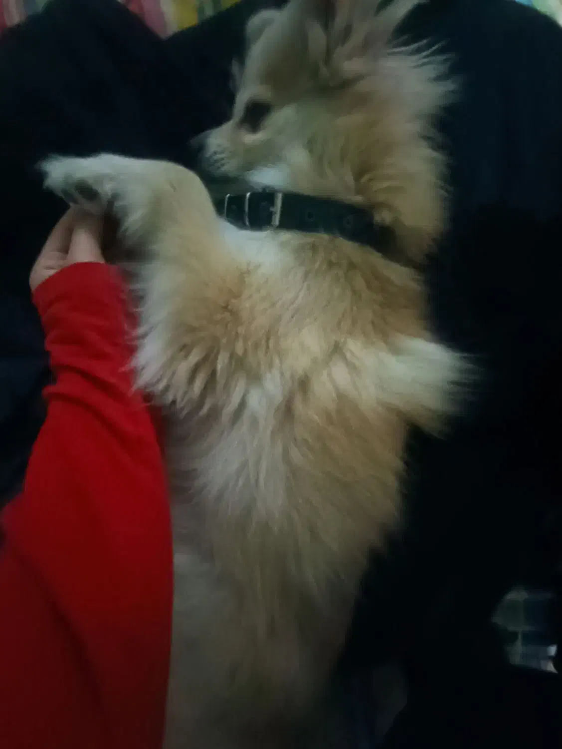 سگ گمشده در رضامحله|حیوانات|کلاچای, |دیوار