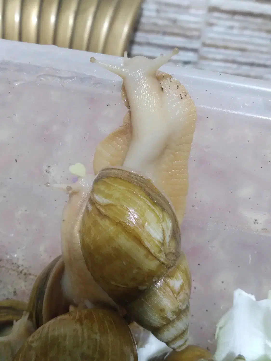 آچاتینا بالغ و مولد|خزنده|تهران, عباس‌آباد|دیوار