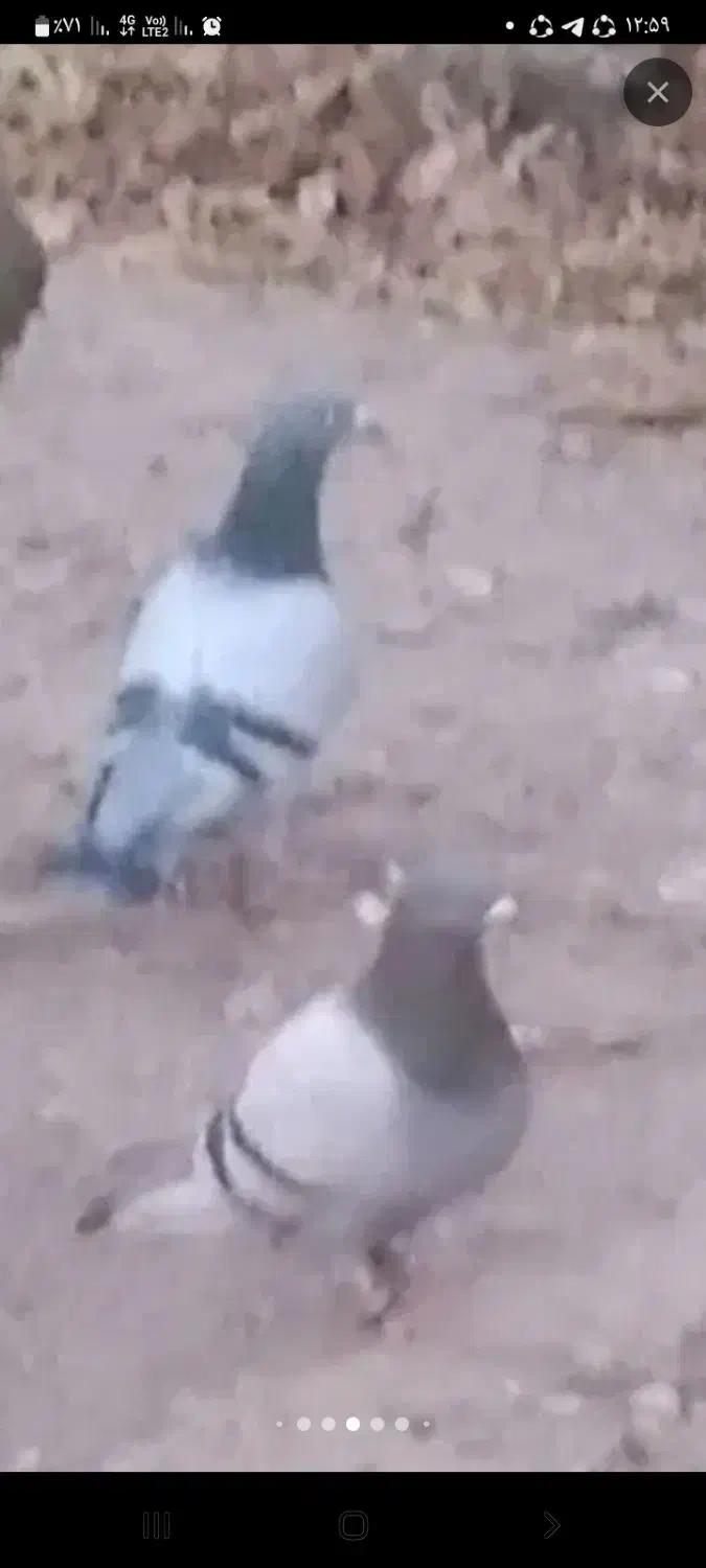 کفتر|پرنده|آبیک, |دیوار