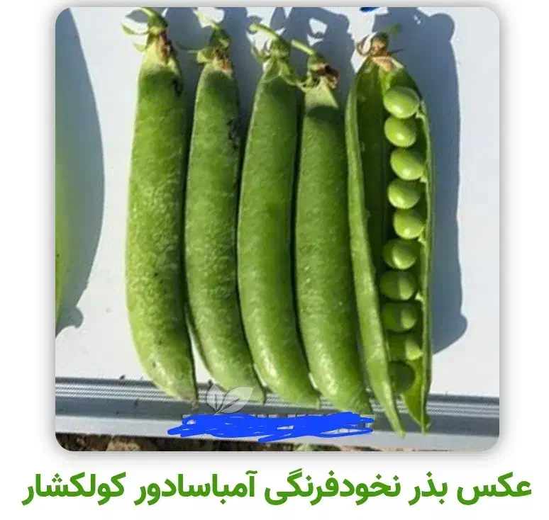 بذر نخود فرنگی دومنظوره نسل اول|عمده‌فروشی|گرگان, |دیوار