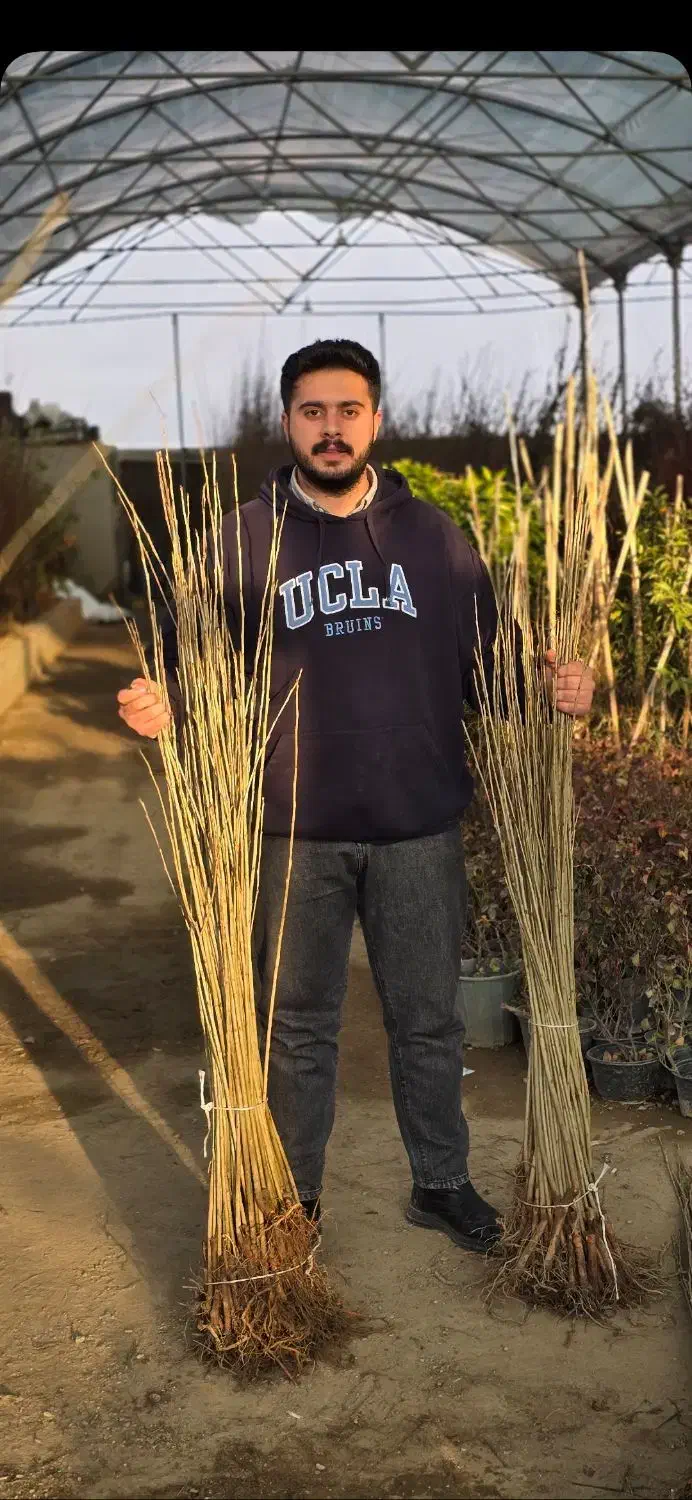 صنوبر سرمایه گذاری میلیاردی|خدمات باغبانی و درختکاری|خرمآباد, |دیوار