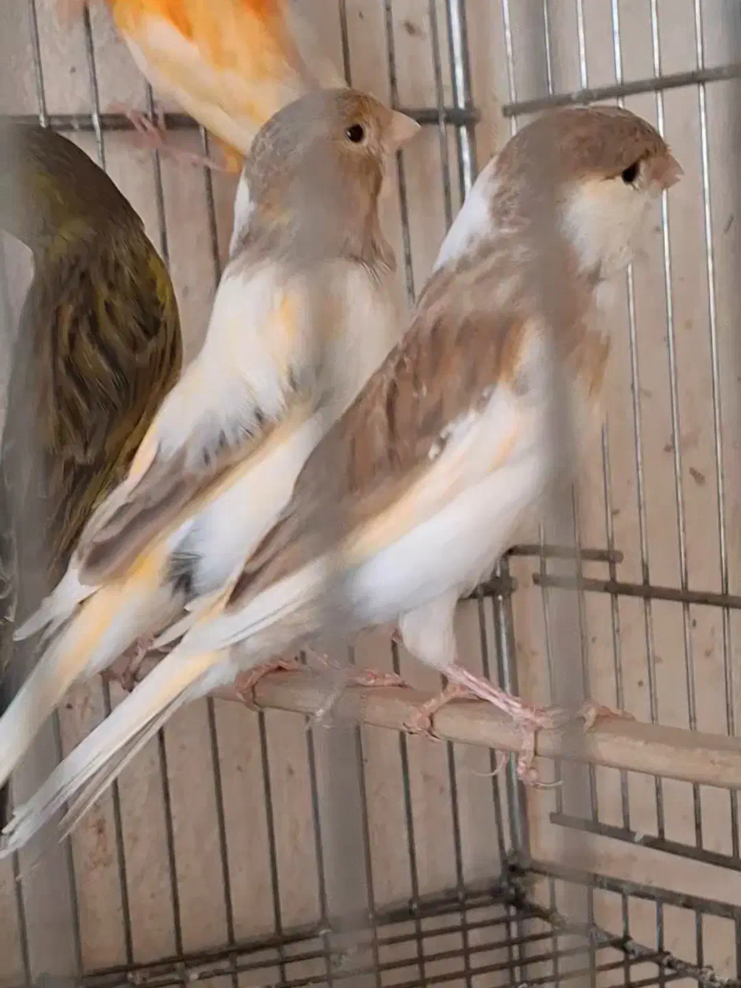 چهار عدد ماده ابلغ. جفت خور سهره|پرنده|شیراز, شهرک صدا و سیما|دیوار