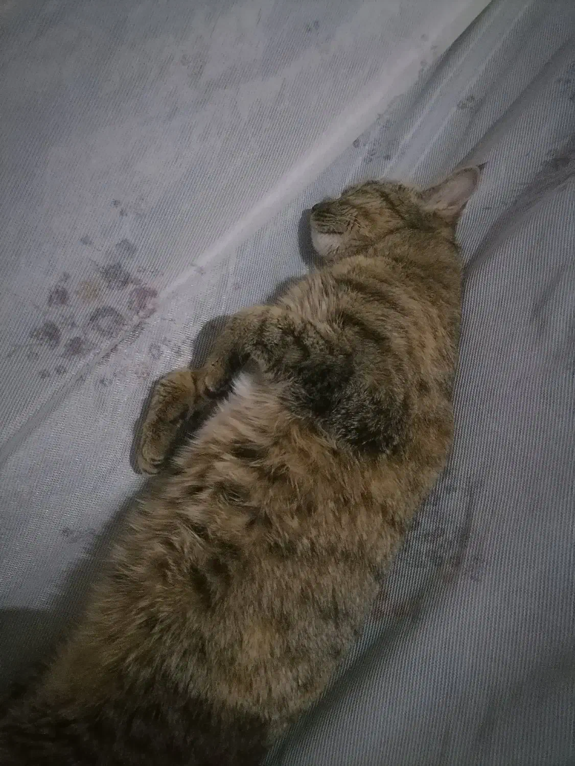 گربه دی اس اچ|گربه|شیراز, کوشک میدان|دیوار