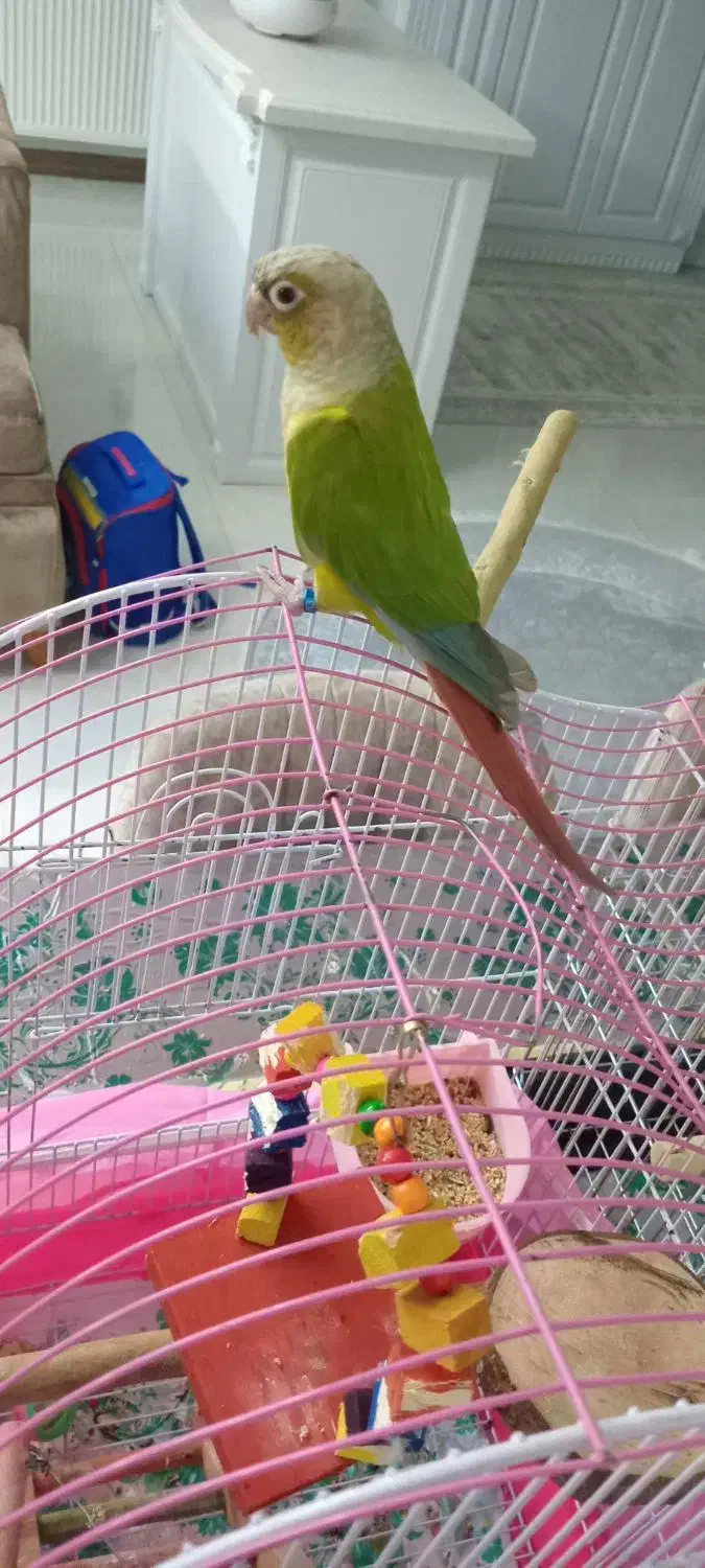 طوطی گرینچیک|پرنده|فردیس, شهرک شهید حسینی|دیوار