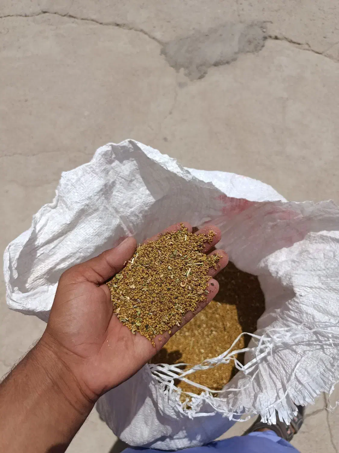 بزر یونجه|گل و گیاه طبیعی|جازموریان, |دیوار