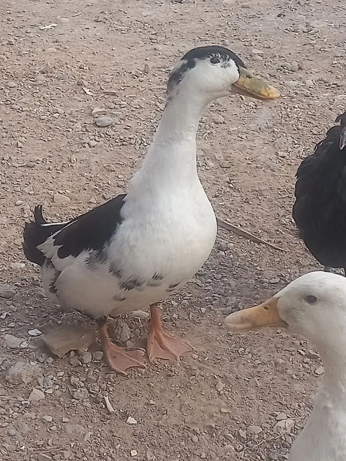 جفت اردک|حیوانات مزرعه|شوشتر, |دیوار