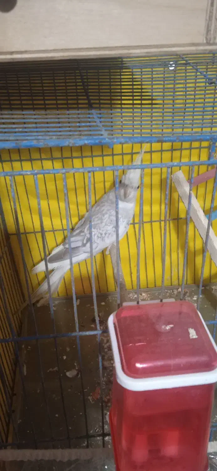 عروس هلندی|پرنده|قشم, |دیوار