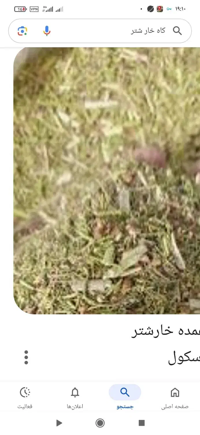 چهار تن کاه خار شتر|حیوانات مزرعه|عطاملک, |دیوار