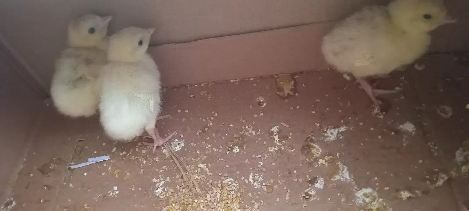 جوجه بوقلمون|حیوانات مزرعه|آران و بیدگل, |دیوار