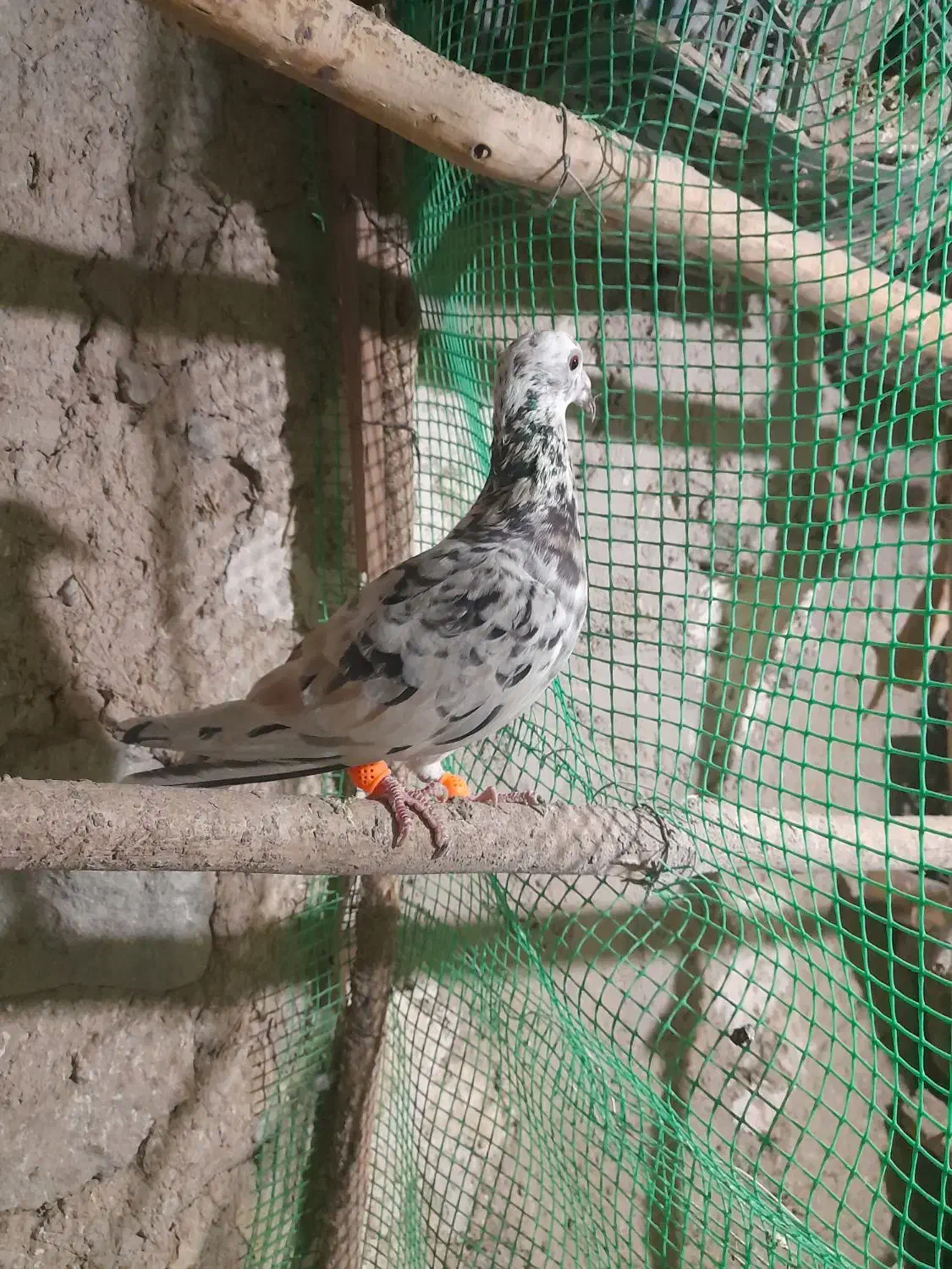 چهارتا کبوتر دوتا نردوتاماده|پرنده|قزوین, |دیوار