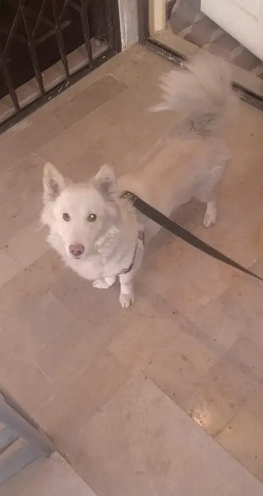 سگ پامر|سگ|پرند, فاز ۳|دیوار