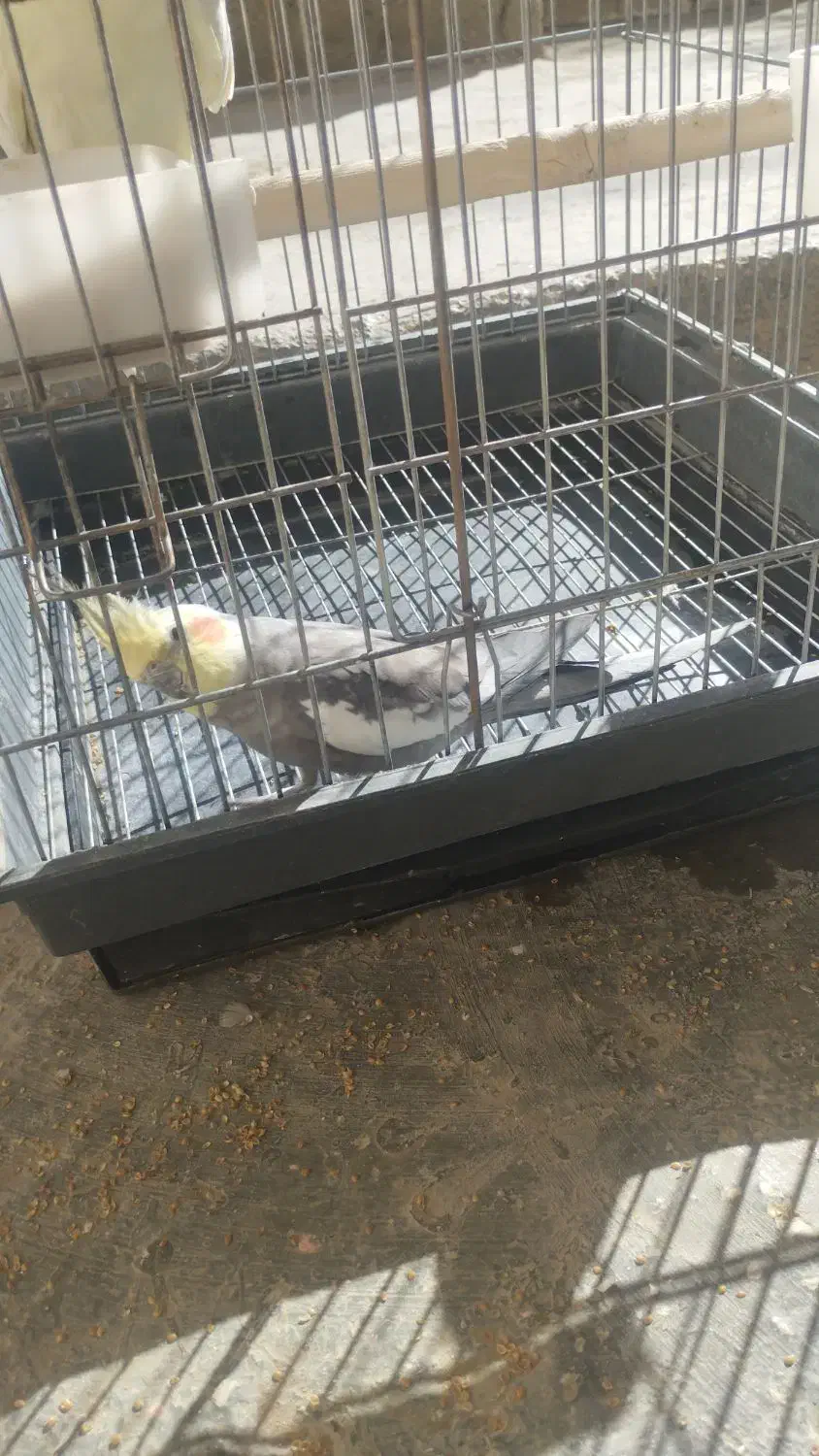 دوجفت عروس هلندی مولد|پرنده|کبودرآهنگ, |دیوار