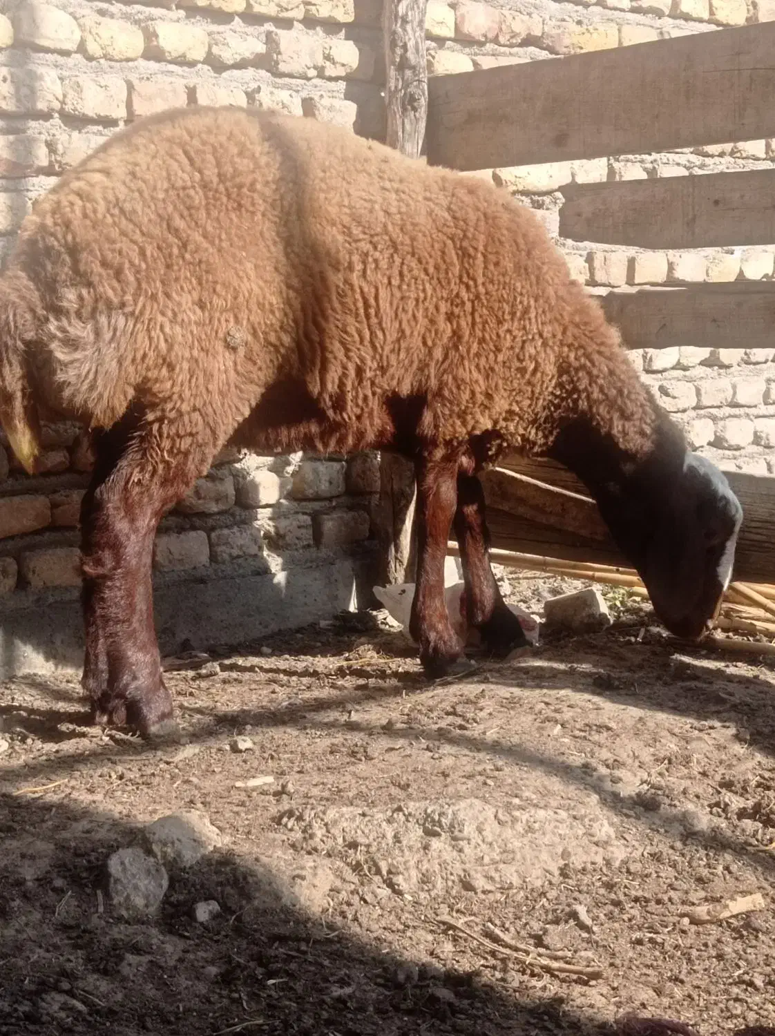 توقلی ماده چاق|حیوانات مزرعه|سیمین شهر, |دیوار