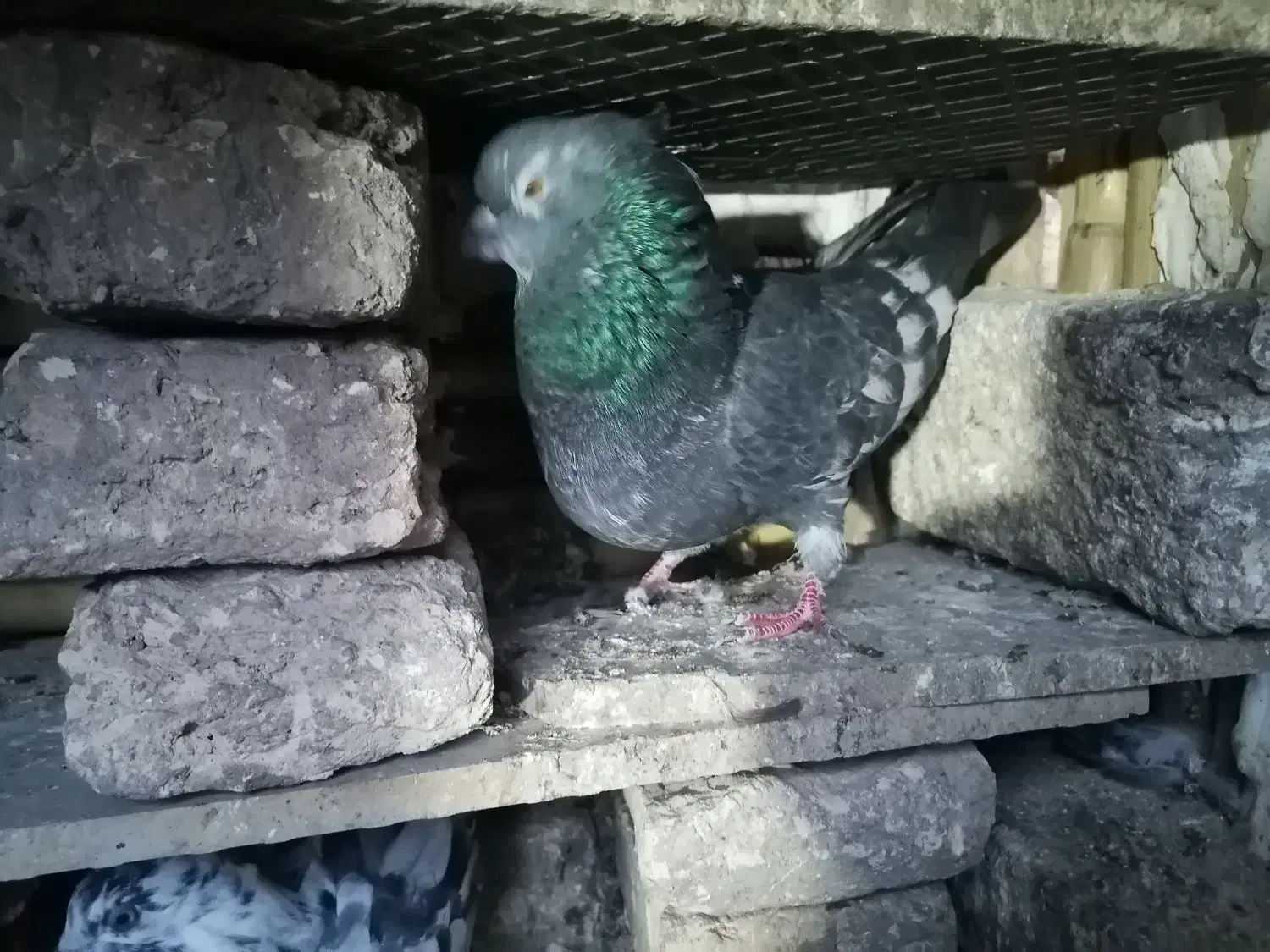 کبوتر|پرنده|فاضل آباد, |دیوار