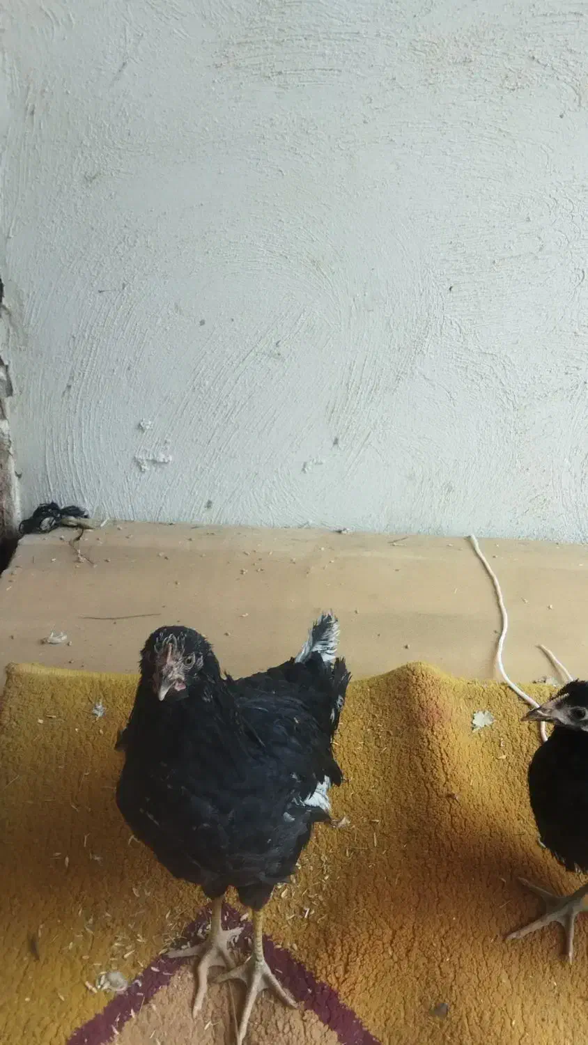 مرغ وخروس|حیوانات مزرعه|برخوار, |دیوار