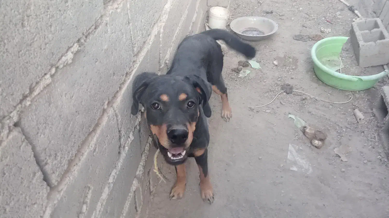 سگ رووت فایلدرماده|سگ|جیرفت, |دیوار